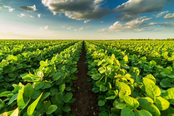Agricultural Product